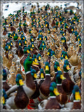 Mallards Framed Poster, Multi-Color