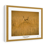 Roof Dwellers - Canvas Gallery Wrap.