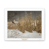 Canvas Gallery Wraps