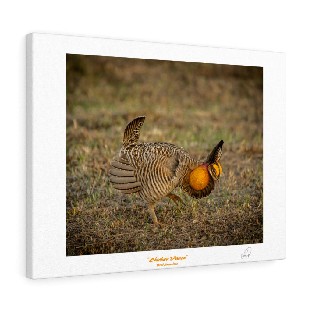 Chicken Dance - Canvas Gallery Wraps