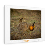 Chicken Dance - Canvas Gallery Wraps