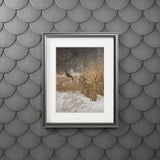 Snowstorm Rooster - Bret Amundson - Fine Art Prints (Passepartout Paper Frame)