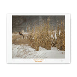 Canvas Gallery Wraps