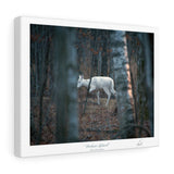 Timber Ghost - Canvas Gallery Wrap