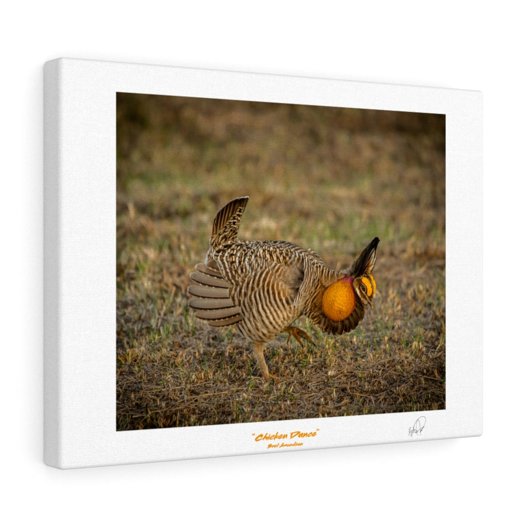 Chicken Dance - Canvas Gallery Wraps