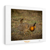 Chicken Dance - Canvas Gallery Wraps