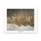 Canvas Gallery Wraps