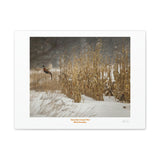 Canvas Gallery Wraps