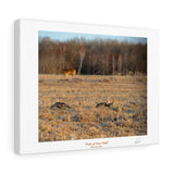 Tale of Two Tails - Canvas Gallery Wrap