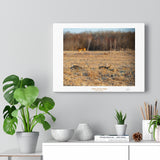 Tale of Two Tails - Canvas Gallery Wrap